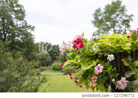 Funabashi Andersen Park flower bed scenery 127296772