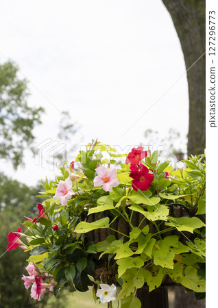 Funabashi Andersen Park flower bed scenery 127296773