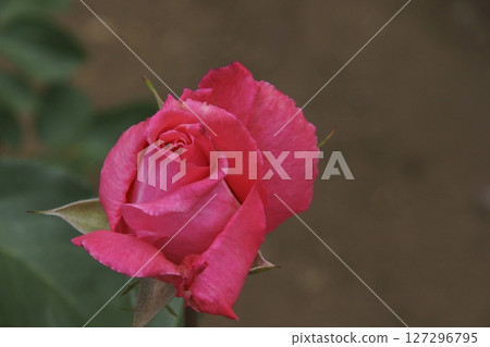 rose rose 127296795