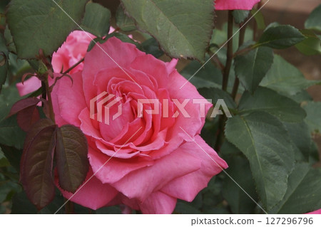 rose rose 127296796