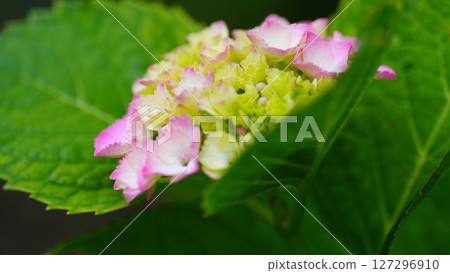 Hydrangeas starting to bloom in Shobunuma Park Hydrangeas starting to bloom in Shobunuma Park 127296910