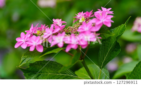Cute pink hydrangeas bloom in Shobunuma Park Cute pink hydrangeas bloom in Shobunuma Park 127296911