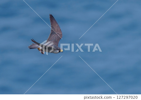 An adult Peregrine Falcon flies calmly, clutching its prey, with the calm Sea of Japan in the background. An adult Peregrine Falcon flies calmly, clutching its prey, with the calm Sea of Japan in the background. 127297020