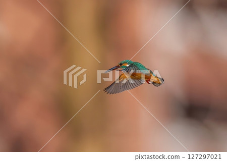 An adult kingfisher hovering while searching for prey. 127297021