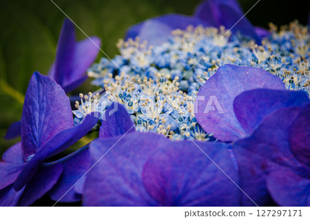 Blue flowers blooming in the rainy season Hydrangea flowers 127297171