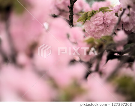 Beautiful "Edo" Satozakura cherry blossoms blooming in April 127297208