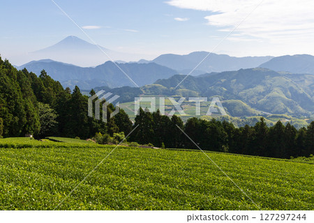 初夏的茶園和富士山 127297244