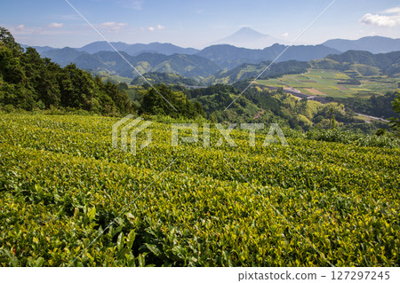初夏的茶園和富士山 初夏的茶園和富士山 127297245