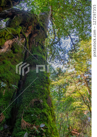 Yakushima Yakusugi Land (May) - A Yakusugi forest bathed in sunlight filtering through the trees 127297355