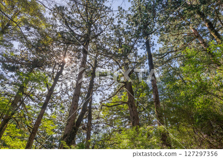 Yakushima Yakusugi Land: Sunlight filtering through the trees and the Yakusugi forest (May Yakushima Yakusugi Land: Sunlight filtering through the trees and the Yakusugi forest (May 127297356