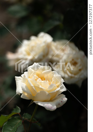 May Rose, White Christmas May Rose, White Christmas 127297377