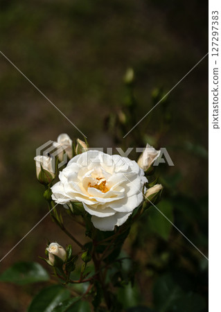 五月玫瑰，精彩 127297383