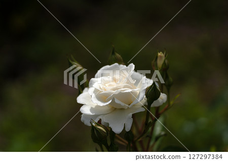 May Rose, Fabulous 127297384