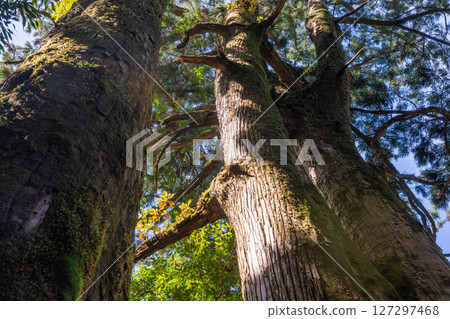 Yakushima Yakusugi Land: Sunlight filtering through the trees and Yakusugi trees (May) Yakushima Yakusugi Land: Sunlight filtering through the trees and Yakusugi trees (May) 127297468