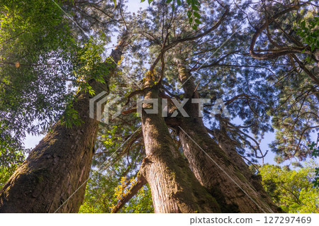 Yakushima Yakusugi Land: Sunlight filtering through the trees and Yakusugi trees (May) Yakushima Yakusugi Land: Sunlight filtering through the trees and Yakusugi trees (May) 127297469