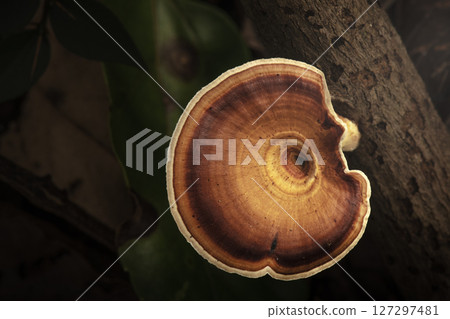 Yellow stemmed micropore mushroom Yellow stemmed micropore mushroom 127297481