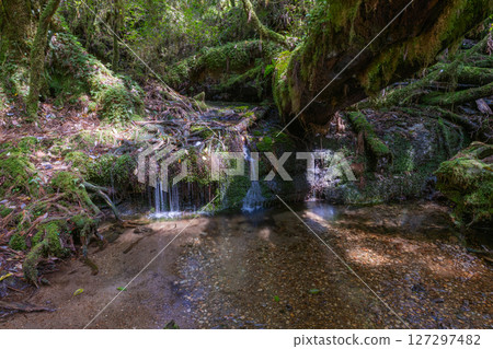 屋久島屋久杉樂園：陽光透過樹木和長滿青苔的溪流（5月） 127297482