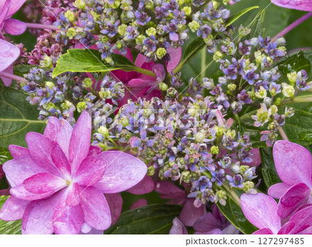 繡球花與水滴 127297485