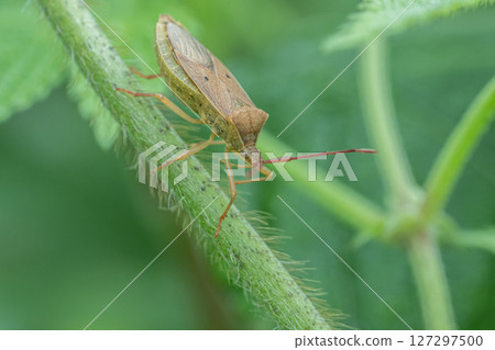 Hoshi Hararillo Helicopter bug Hoshi Hararillo Helicopter bug 127297500