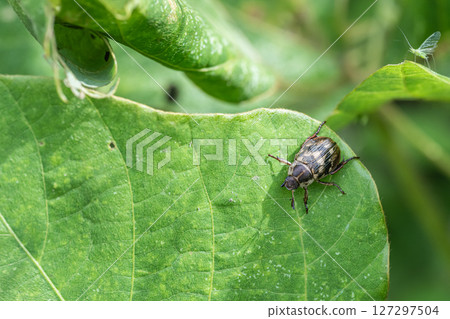 Semarathogene Semarathogene 127297504