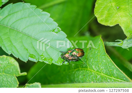 Mating clitoris 127297508