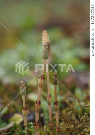 Early morning horsetail Early morning horsetail 127297538