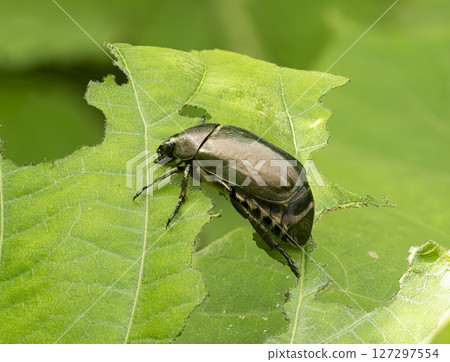 A cuprea eating grass A cuprea eating grass 127297554