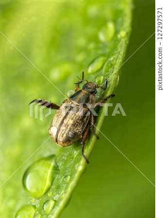 A chafer weeping in the rain A chafer weeping in the rain 127297571