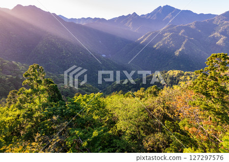 Newly recorded young leaves and slanting light - Yakushima, offshore Alps (spring) 127297576