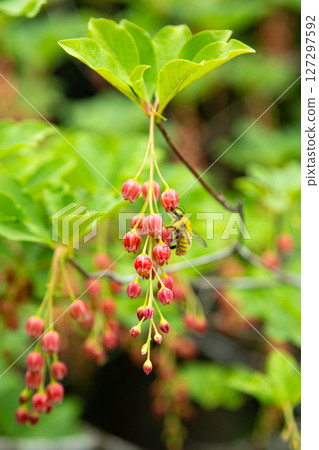 海南 Sarasa Enkianthus nigricans（愛知縣） 127297592
