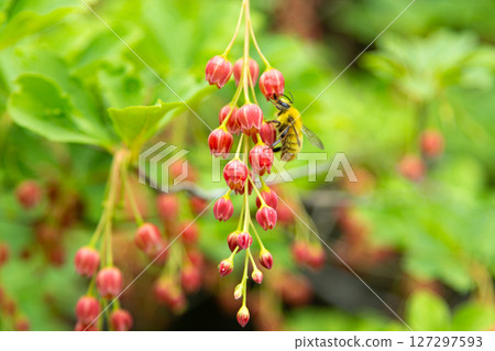 海南 Sarasa Enkianthus nigricans（愛知縣） 127297593