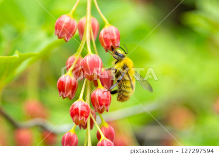 小大黃蜂，小圓花蜂 127297594