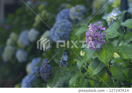 Hydrangeas on Takinokawa Hydrangea Road in Yokohama Hydrangeas on Takinokawa Hydrangea Road in Yokohama 127297614