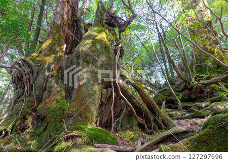 Yakushima Yakusugi Land: The Yakusugi Forest Where Gods Dwell (May 127297696