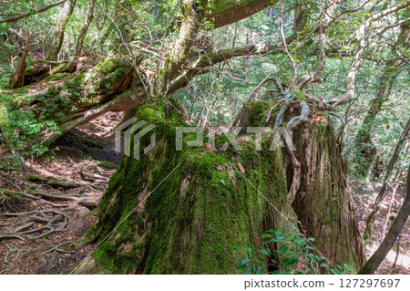 Yakushima Yakusugi Land: Sunlight filtering through the trees and Yakusugi stumps (May) 127297697