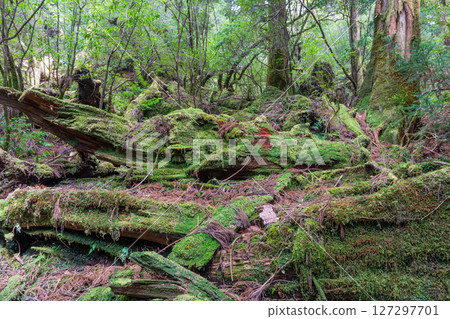 Yakushima Yakusugi Land Forest (May) A forest where gods live and where beautiful moss shines 127297701