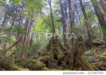 Yakushima Yakusugi Land: Japan's most beautiful moss forest (May Yakushima Yakusugi Land: Japan's most beautiful moss forest (May 127297703