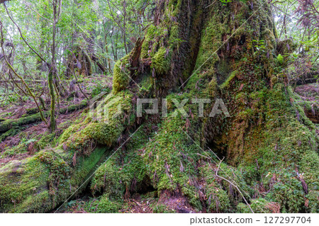 Yakushima Yakusugi Land: Japan's most beautiful moss forest (May 127297704