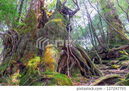 Yakushima Yakusugi Land: Sunlight filtering through the trees and the Yakusugi forest (May 127297705