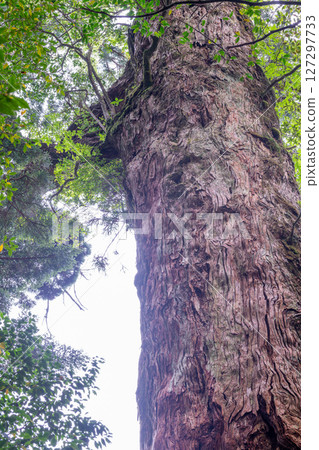 Yakushima Yakusugi Land: Beautiful Yakusugi trees (May Yakushima Yakusugi Land: Beautiful Yakusugi trees (May 127297733
