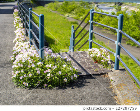 Pink Hiruzatsukimisou flowers blooming along the promenade Pink Hiruzatsukimisou flowers blooming along the promenade 127297759