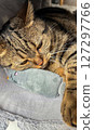 Cute tabby Scottish Straight marble tabby cat sleeping on a fur pillow, close up 127297766