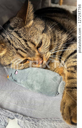 Cute tabby Scottish Straight marble tabby cat sleeping on a fur pillow, close up 127297766