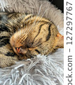 Cute tabby Scottish Straight marble tabby cat sleeping on a fur pillow, close up 127297767
