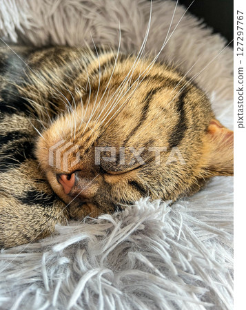 Cute tabby Scottish Straight marble tabby cat sleeping on a fur pillow, close up Cute tabby Scottish Straight marble tabby cat sleeping on a fur pillow, close up 127297767
