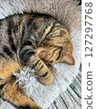 Cute tabby Scottish Straight marble tabby cat sleeping on a fur pillow, close up 127297768