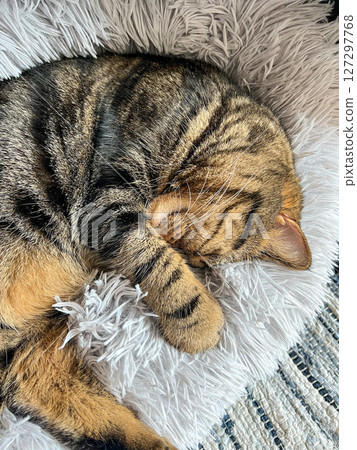 Cute tabby Scottish Straight marble tabby cat sleeping on a fur pillow, close up 127297768