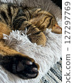 Cute tabby Scottish Straight marble tabby cat sleeping on a fur pillow, close up 127297769