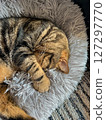 Cute tabby Scottish Straight marble tabby cat sleeping on a fur pillow, close up 127297770