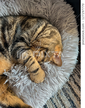 Cute tabby Scottish Straight marble tabby cat sleeping on a fur pillow, close up 127297770